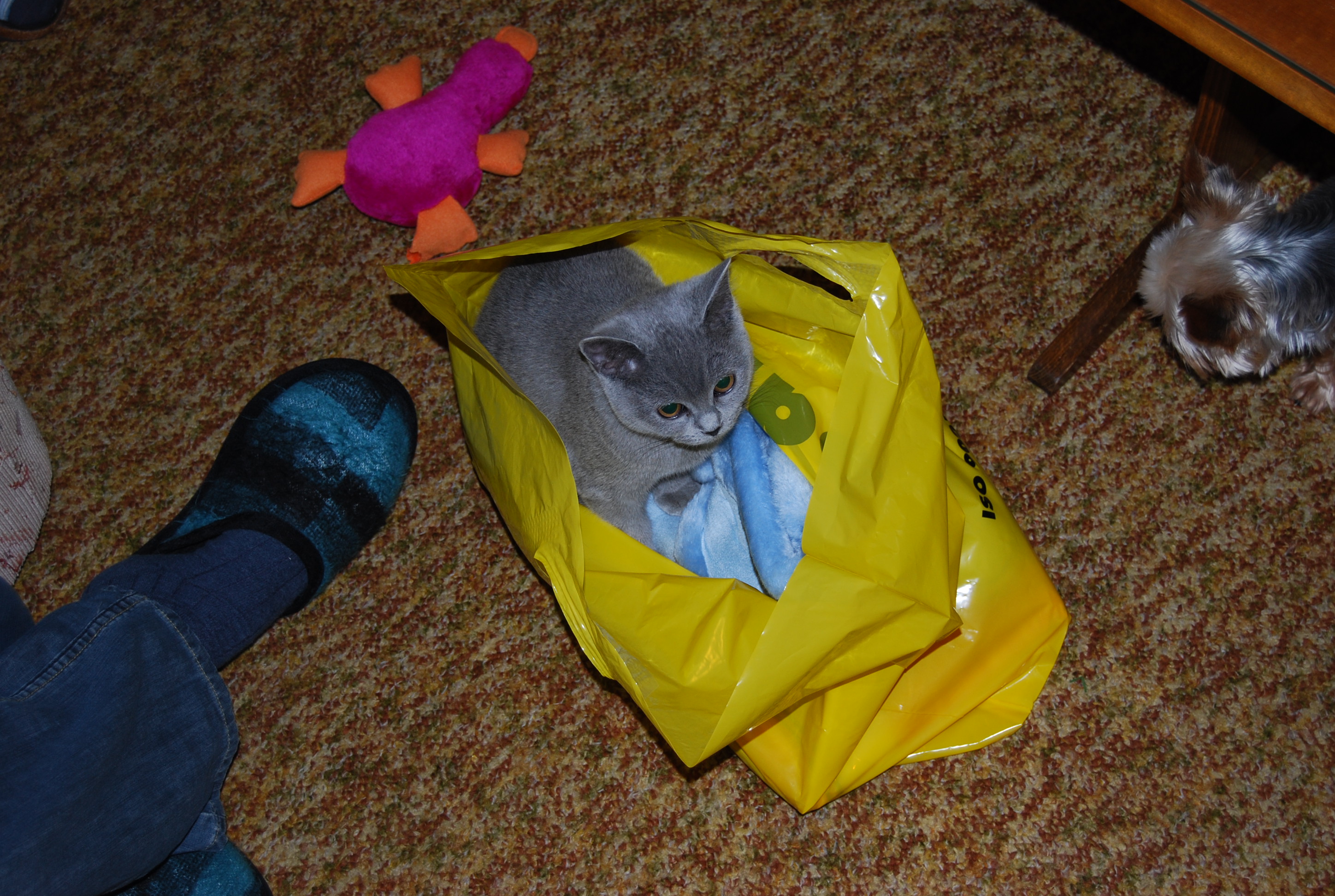 Dsc_0227.jpg
